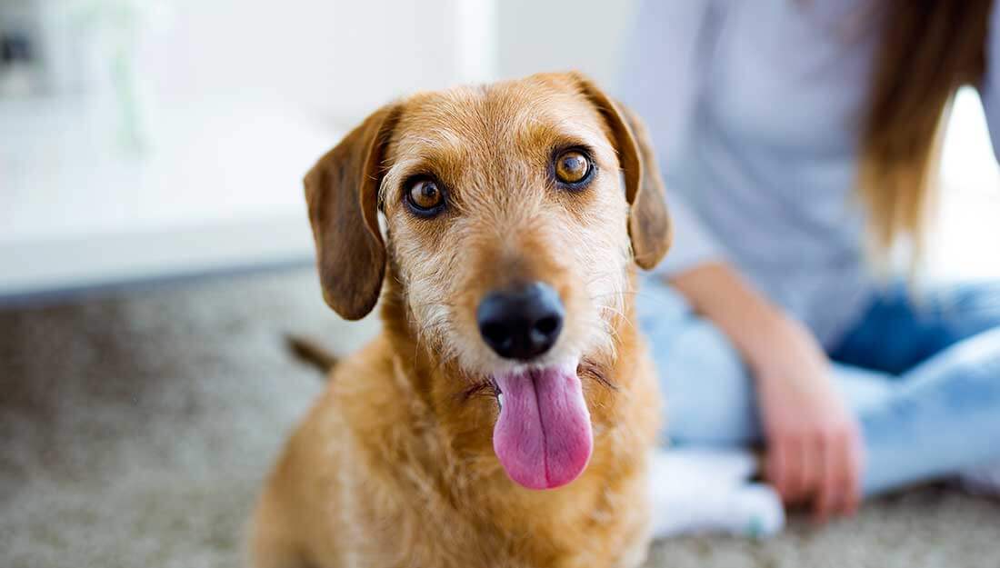 dog looking up happily|
