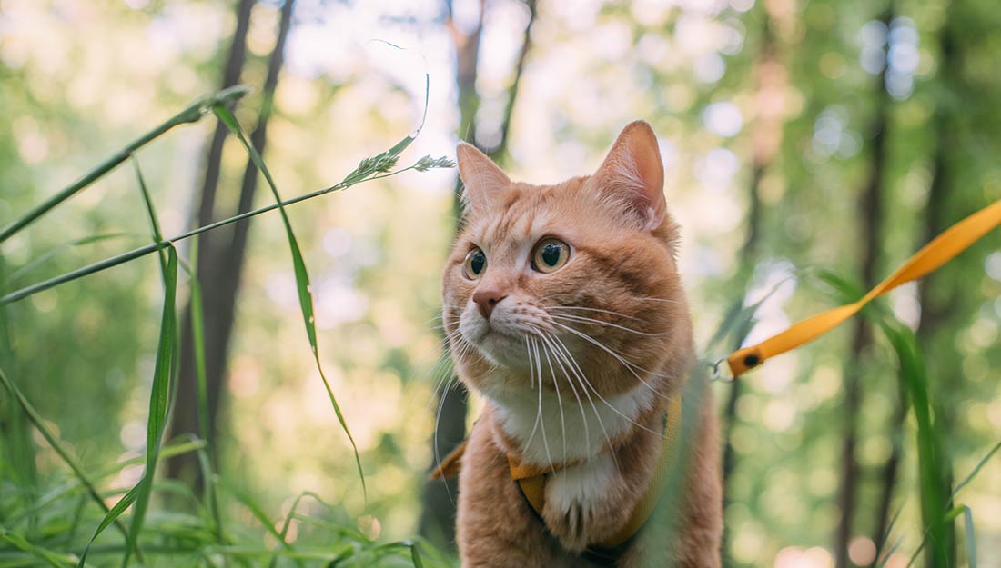 Cat on leash outside