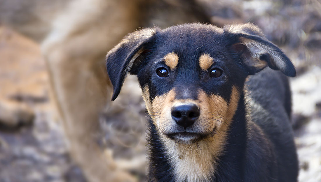 A brown and tan dog looks at the camera hopefully