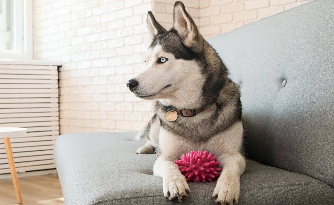 dog on couch in apartment