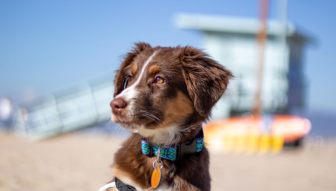 A dog sits on the beach, with a lifeguard station behind it.