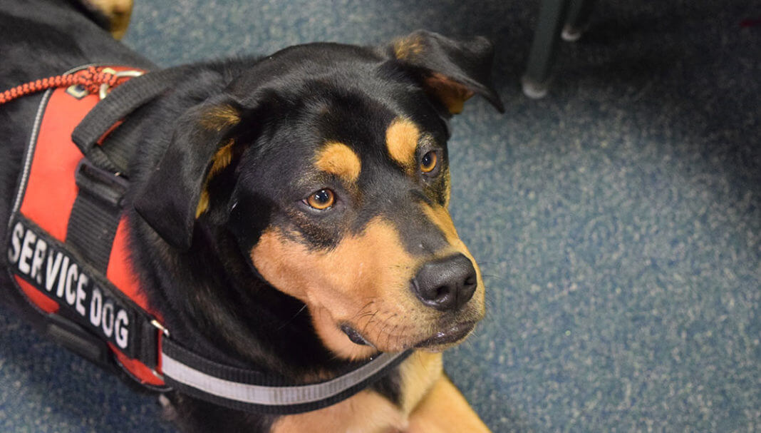 Service dog sitting down|service dog||service dog