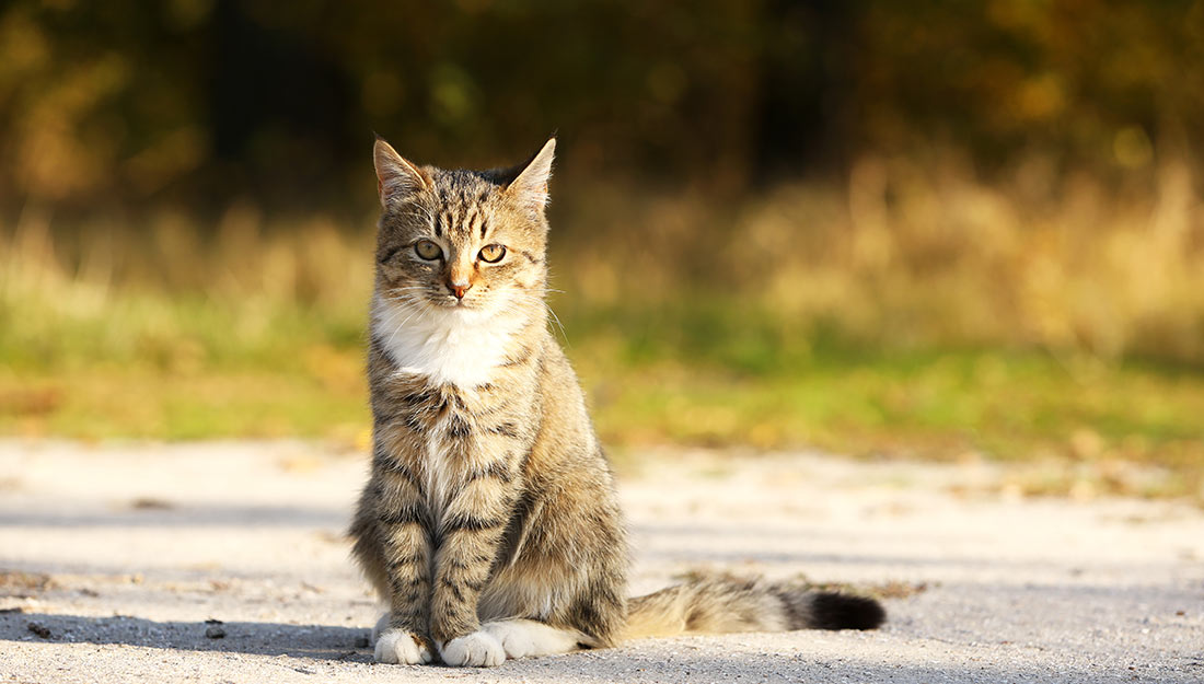 A grey striped cat with a white neck sits alone outside.