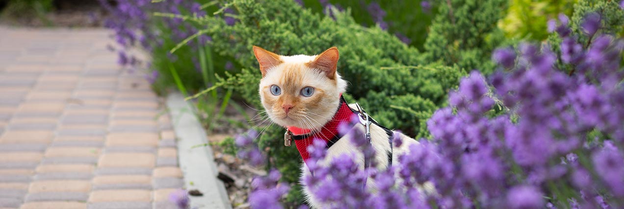 cat walking outside on leash|