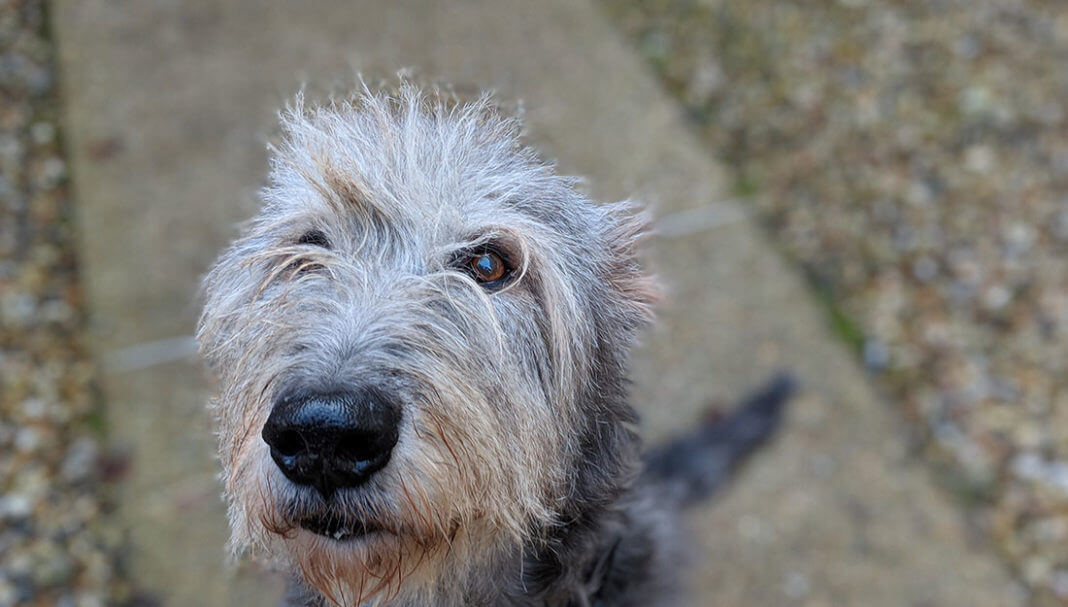 Close-up of dog