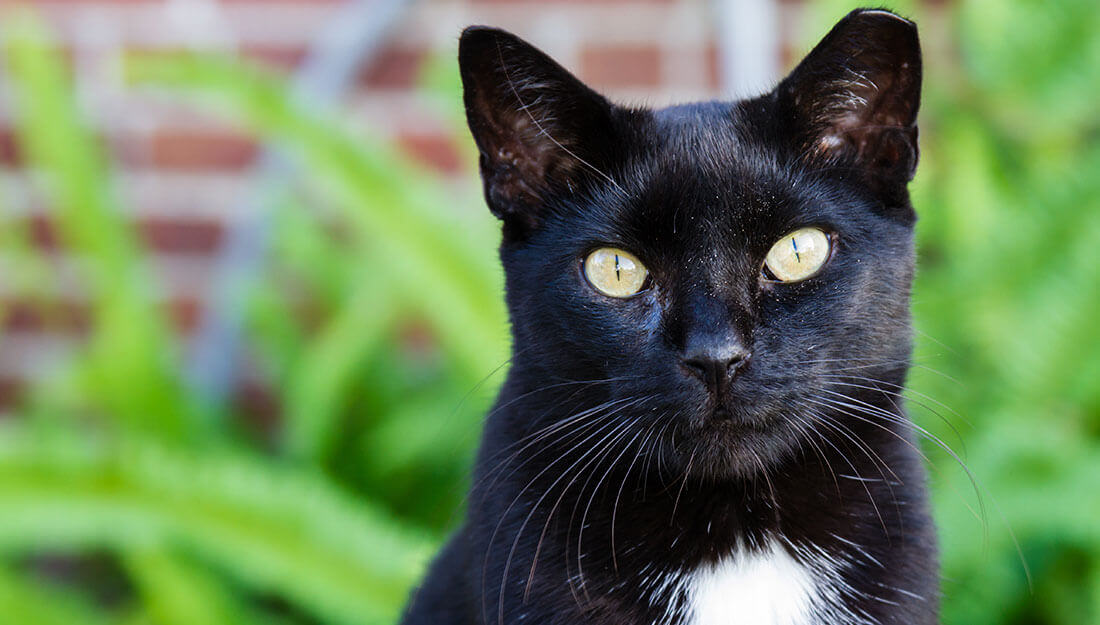Cat with tipped ear indicating it has been through a TNR program