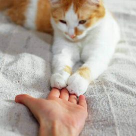 Pets give unconditional love, companionship and purpose.