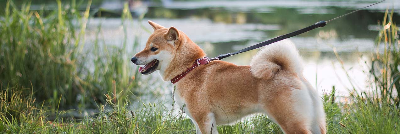 happy dog on a walk on a leash|Waterford Mayor Jose Aldaco|Waterford Mayor Jose Aldaco