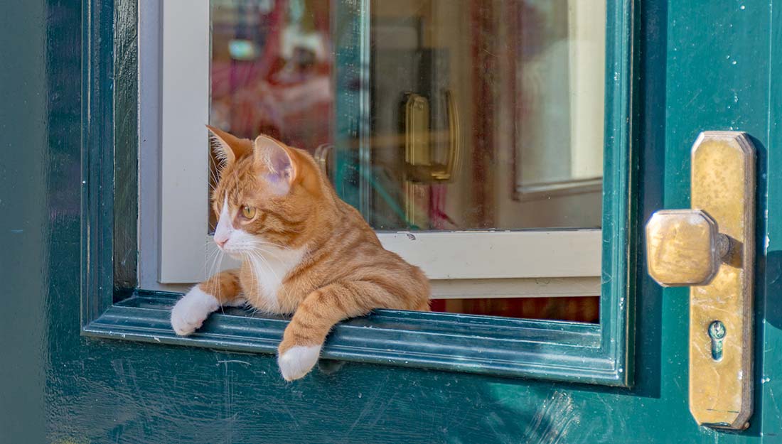 A cat looks attentively out the window of a doorframe.